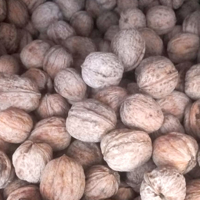 Nueces enteras del terreno