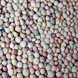 Legumbres ecológicas