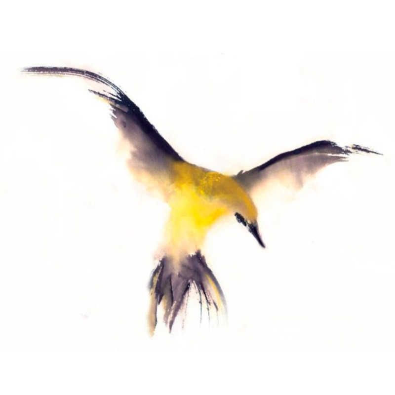 Oriolus Oriolus